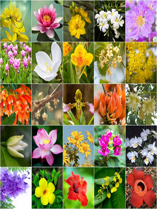 CHITOSAN FOR FLOWERS.
