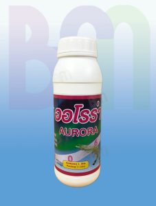 BG Aurora(แนะนำ)26